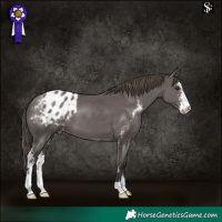 Horse Color:Smoky Grullo Sabino Appaloosa 