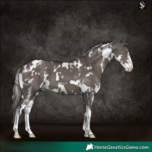 Horse Color:White Spotted Smoky Grullo Sabino Varnish 