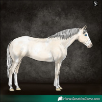 Horse Color:White Spotted Silver Sable Cream Champagne Pearl Splash Appaloosa 