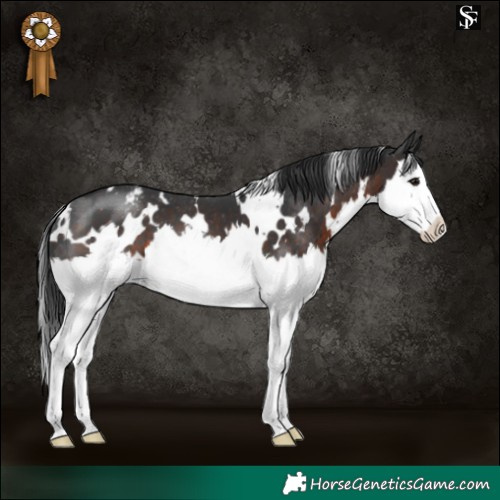 Horse Color:White Spotted Brown Splash Appaloosa 