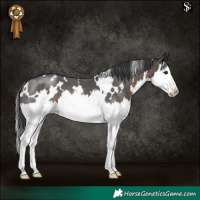 Horse Color:White Spotted Brown Splash Varnish 