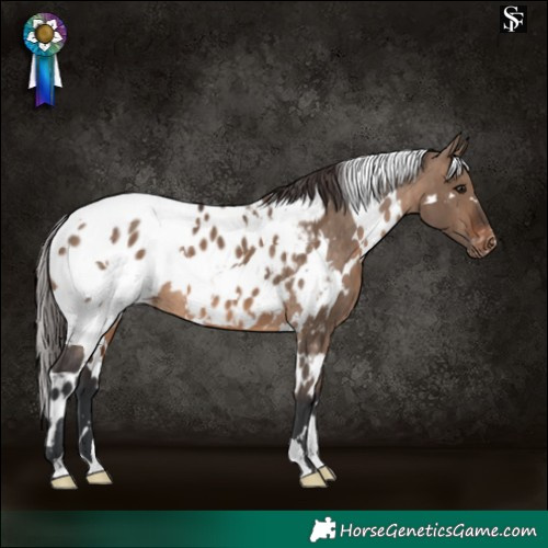 Horse Color:White Spotted Brown Dun Blanket 