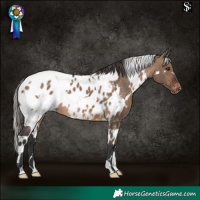 Horse Color:White Spotted Brown Dun Appaloosa 