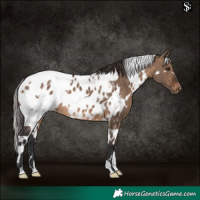 Horse Color:White Spotted Brown Dun Appaloosa 