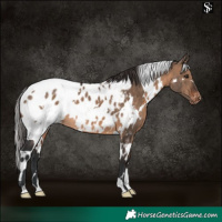 Horse Color:White Spotted Brown Dun Appaloosa