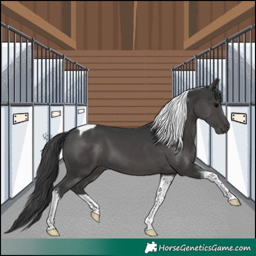 Horse Color:Black Tobiano 