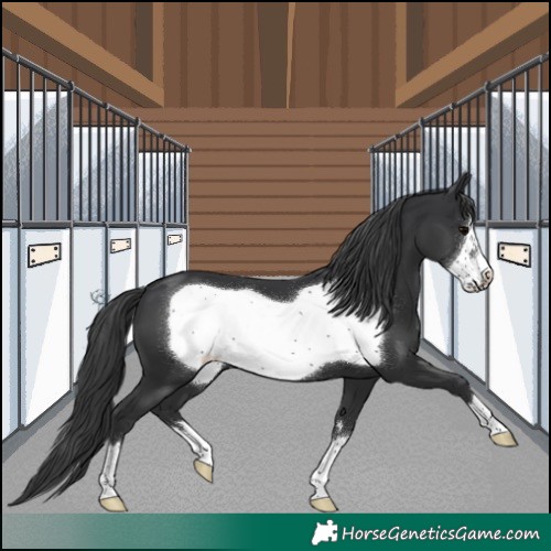 Horse Color:Black Frame Appaloosa 