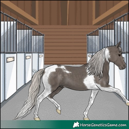 Horse Color:Silver Black Tobiano