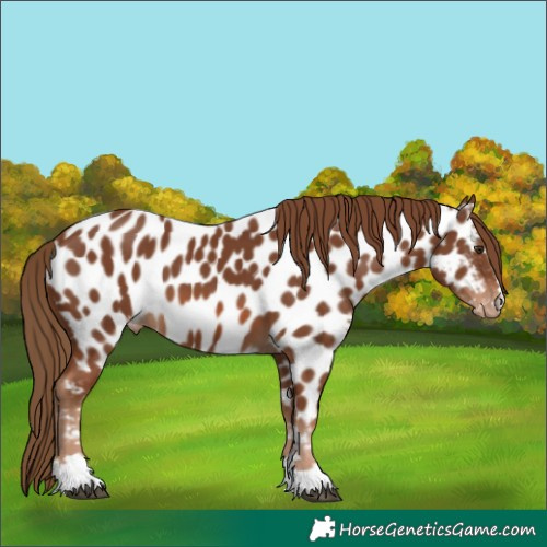 Horse Color:Chestnut Near Leopard