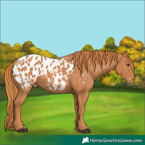 Horse Color:Chestnut Appaloosa 