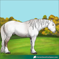 Horse Color:Gray Silver Black Pearl Tobiano