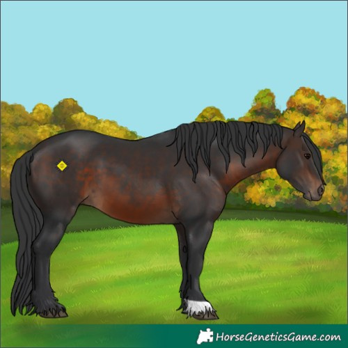 Horse Color:Brown 