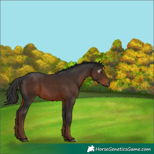 Horse Color:Gray White Spotted Liver Chestnut