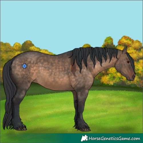 Horse Color:White Spotted Brown Dun 