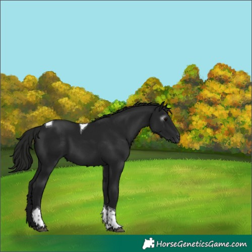 Horse Color:Gray Black Tobiano 