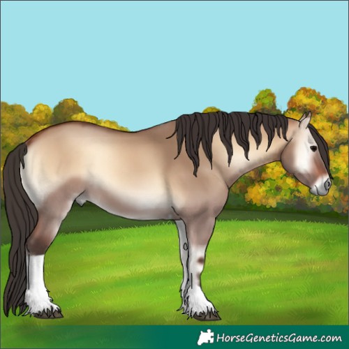 Horse Color:Bay Onyx Tobiano