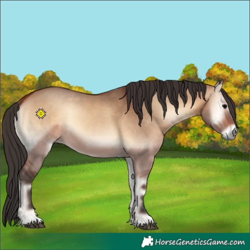 Horse Color:Bay Onyx 