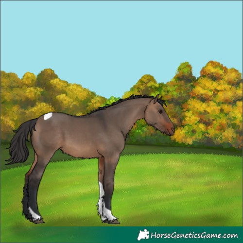 Horse Color:Brown Dun Tobiano