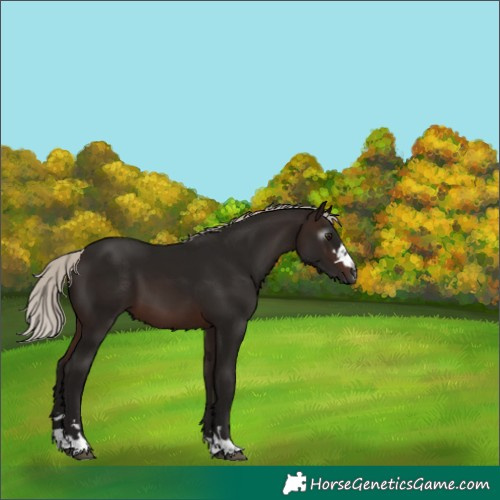 Horse Color:Gray Silver Brown 