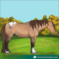 Horse Color:Bay Dun Appaloosa 