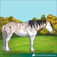 Horse Color:Bay Dun Sabino Splash 