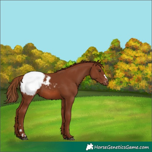 Horse Color:Chestnut Appaloosa