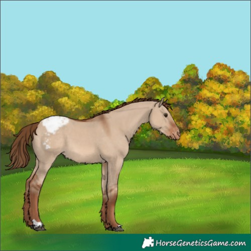 Horse Color:Red Dun Appaloosa