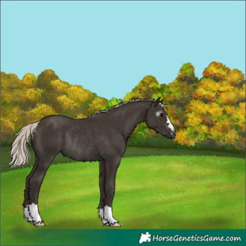 Horse Color:Gray Silver Black Rabicano 