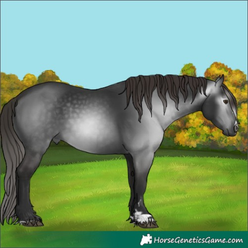 Horse Color:Gray Liver Chestnut