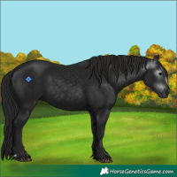 Horse Color:Gray Black Rabicano 