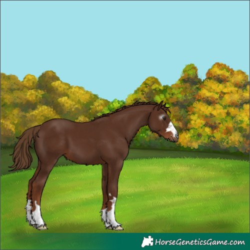 Horse Color:Gray Chestnut Appaloosa 