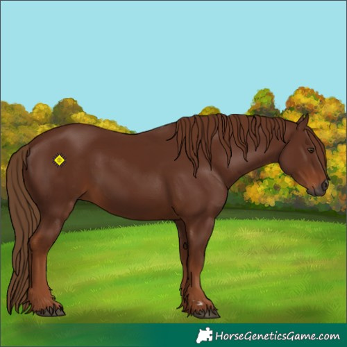 Horse Color:Gray Chestnut 