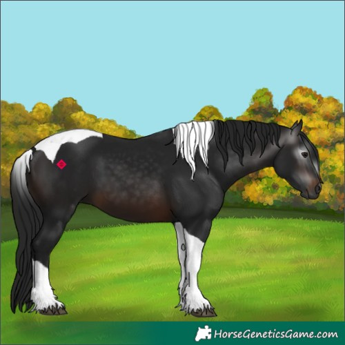 Horse Color:Gray Brown Tobiano