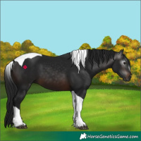 Horse Color:Gray Brown Tobiano 