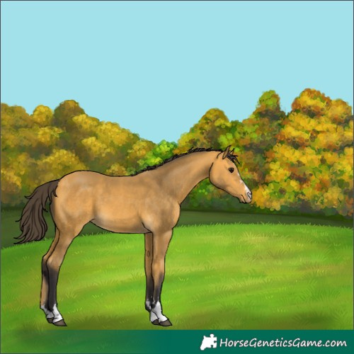 Horse Color:Buckskin 