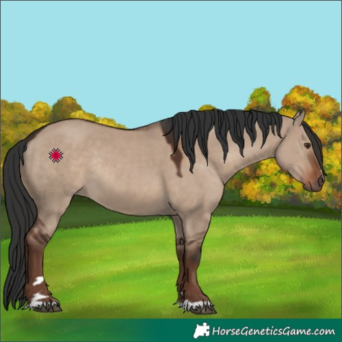 Horse Color:Liver Red Dun Rabicano 