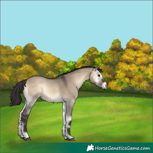 Horse Color:Brown Onyx 