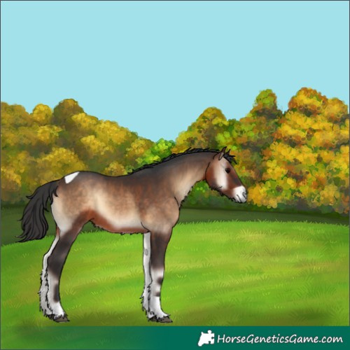 Horse Color:Brown Onyx Tobiano 