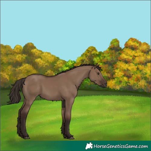 Horse Color:Liver Red Dun 