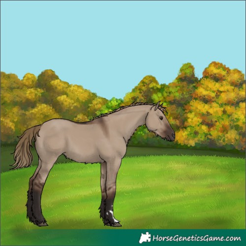 Horse Color:Liver Red Dun 