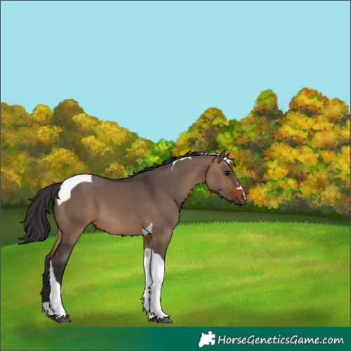 Horse Color:Brown Dun Tobiano 