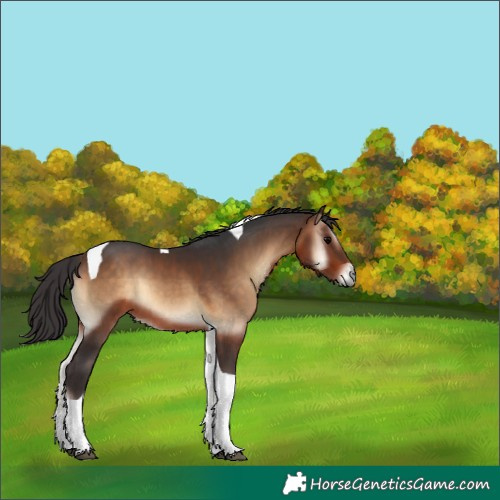 Horse Color:Bay Onyx Tobiano