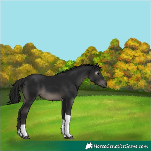 Horse Color:Gray Black Tobiano Rabicano