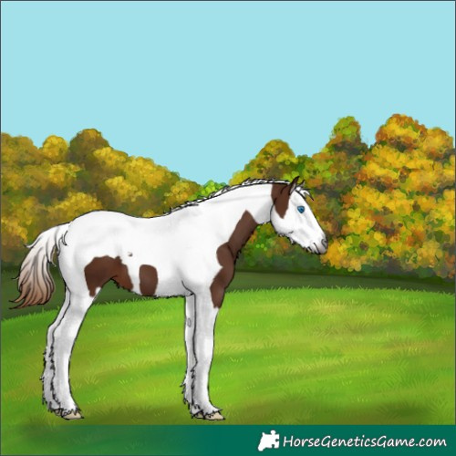 Horse Color:Gray Chestnut Splash Tobiano
