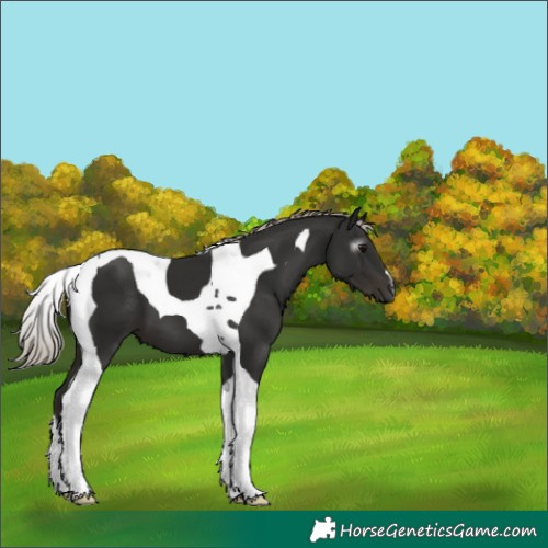 Horse Color:Gray Silver Black Tobiano 