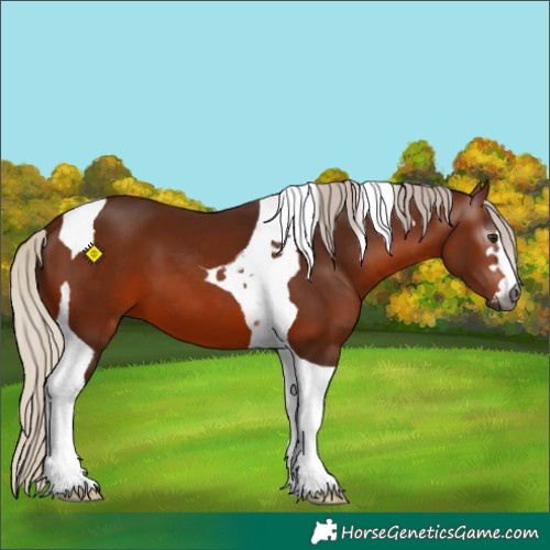 Horse Color:Gray Silver Bay Tobiano 