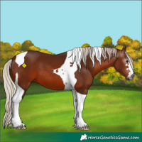 Horse Color:Gray Silver Bay Tobiano 