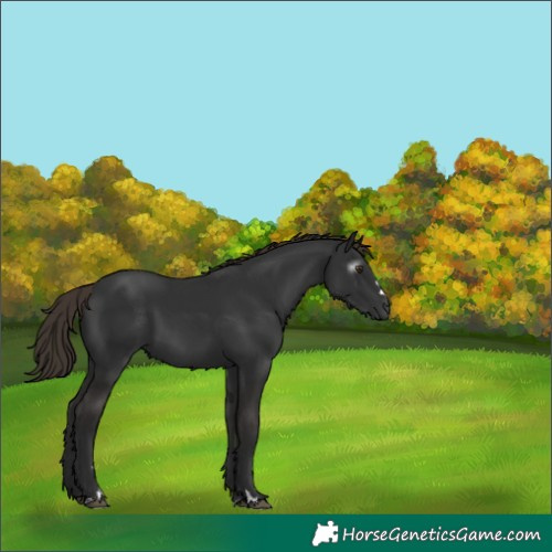 Horse Color:Gray Liver Chestnut