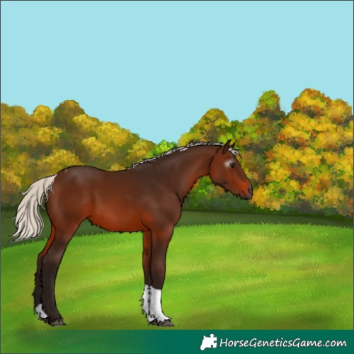 Horse Color:Gray Silver Bay Tobiano 