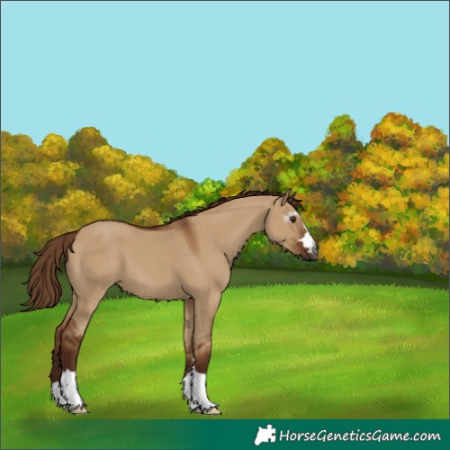 Horse Color:Gray Red Dun